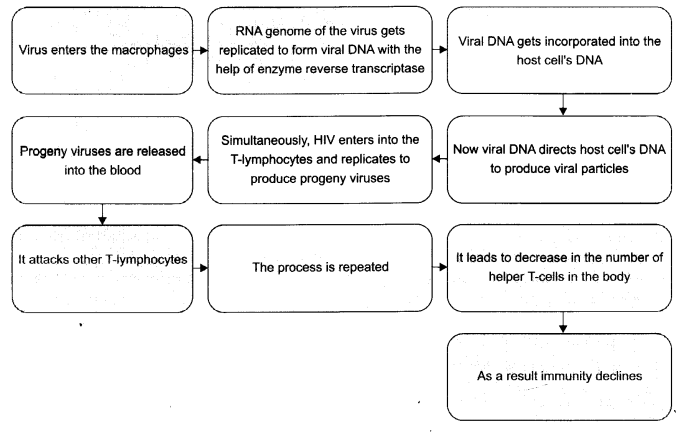 CBSE Sample Papers for Class 12 Biology Paper 7.7