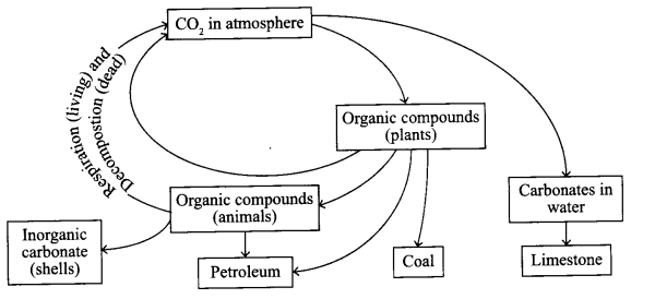 CBSE Sample Papers for Class 9 Science Paper 3 Q.20.1