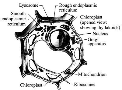 CBSE Sample Papers for Class 9 Science Paper 5 Q.17