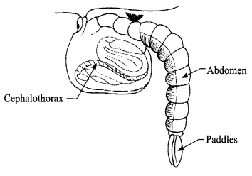 CBSE Sample Papers for Class 9 Science Paper 5 Q.27