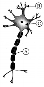 CBSE Sample Papers for Class 9 Science Paper 6 Q.23