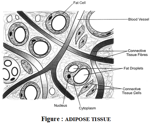 Classification of Connective Tissue 3