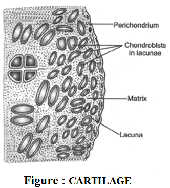 Classification of Connective Tissue 4