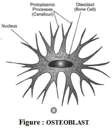 Classification of Connective Tissue 6