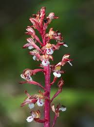 Coral Root