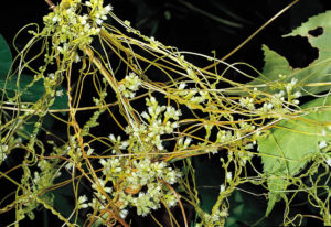 Cuscuta