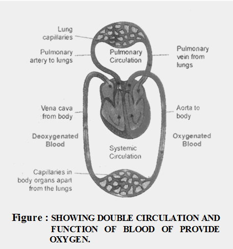 Describe Double Circulation in Human Beings 1