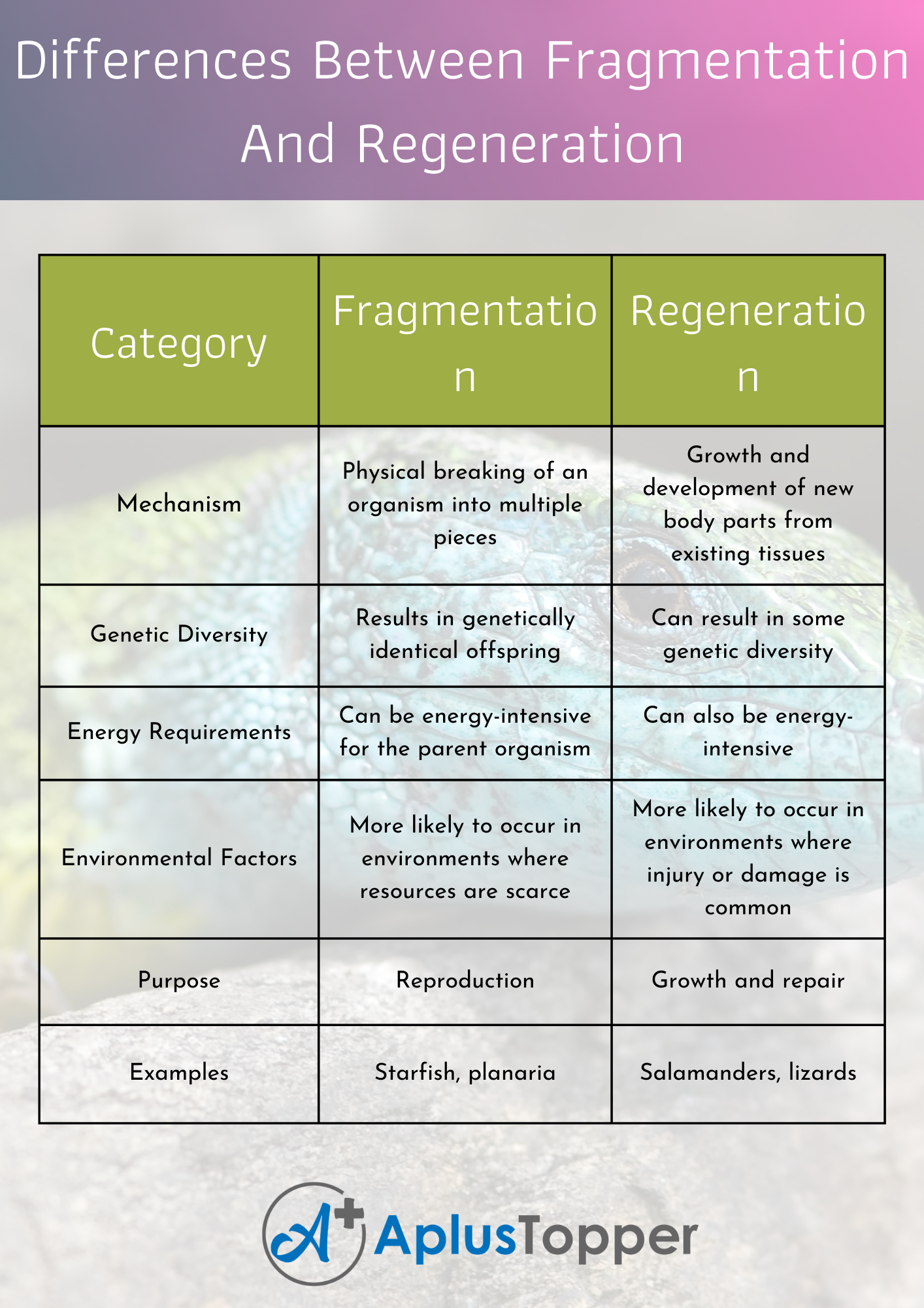 Difference Between Fragmentation And Regeneration