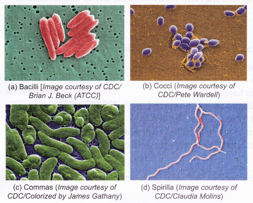 Different shapes of bacteria 1