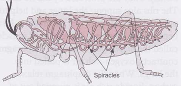 Do all Animals have the Same Respiratory System 1