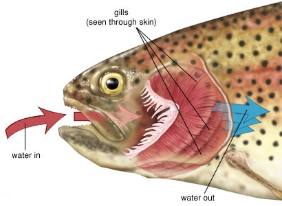 Do all Animals have the Same Respiratory System 2