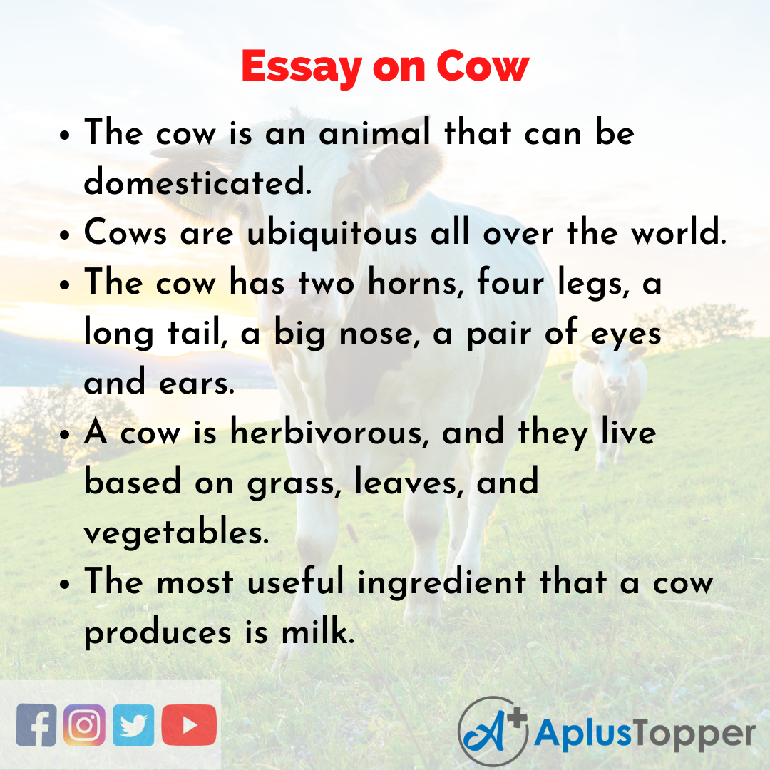 Essay about Cow