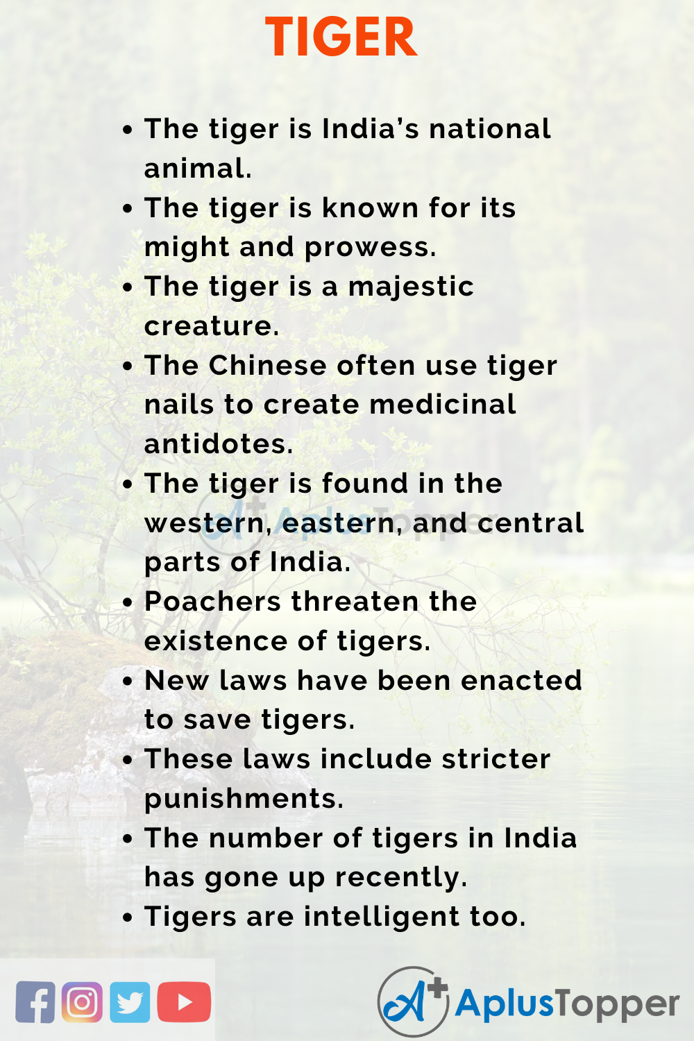 Essay about Tiger