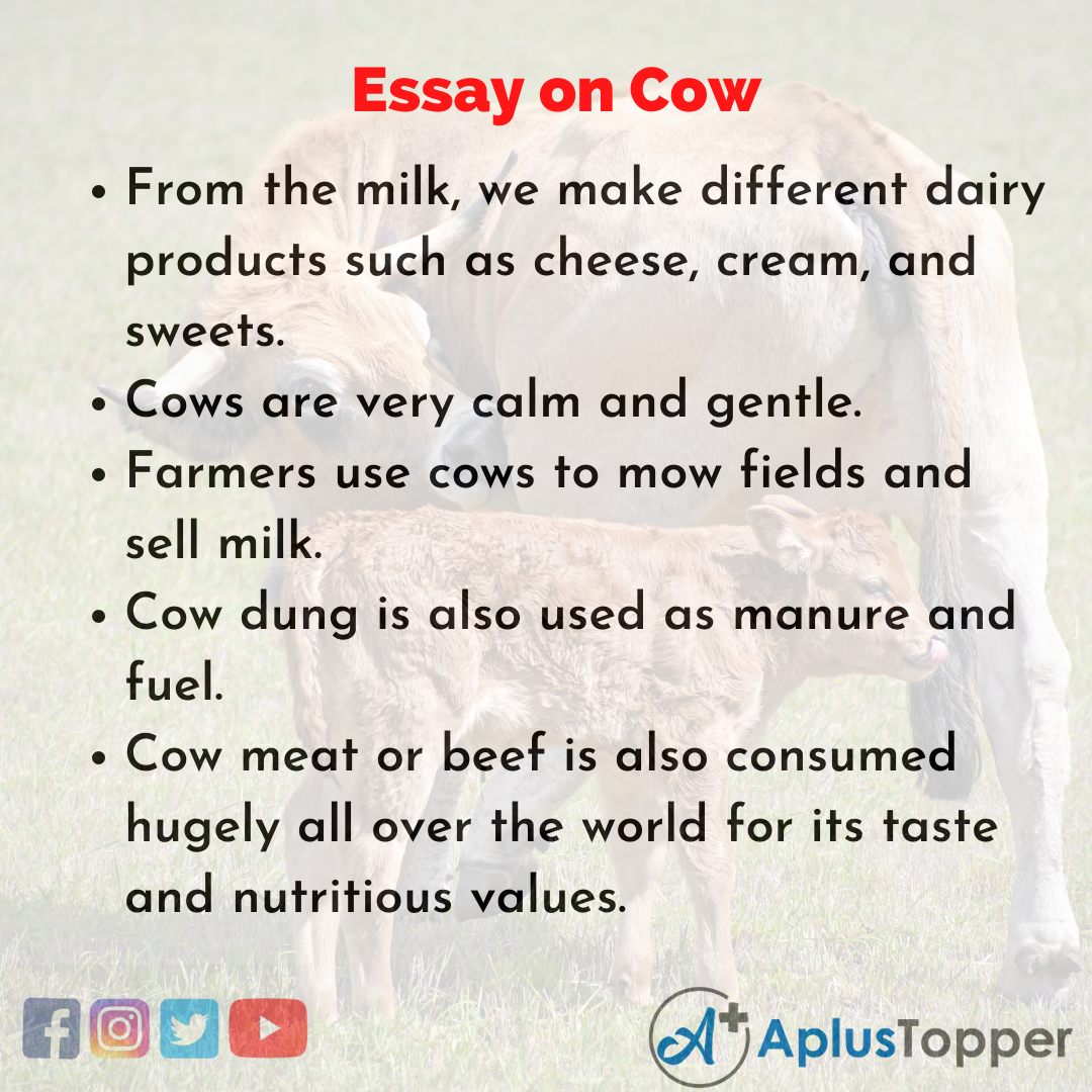 Essay for Cow