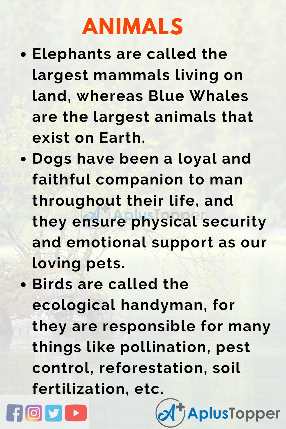 Esssay about Animals