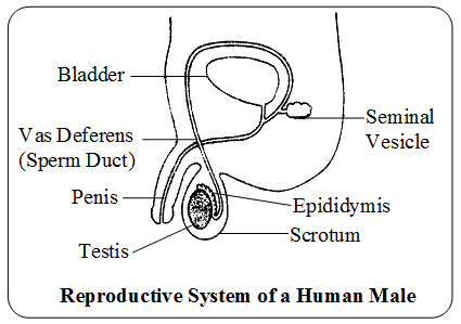 Explain Reproduction in Human Beings 1