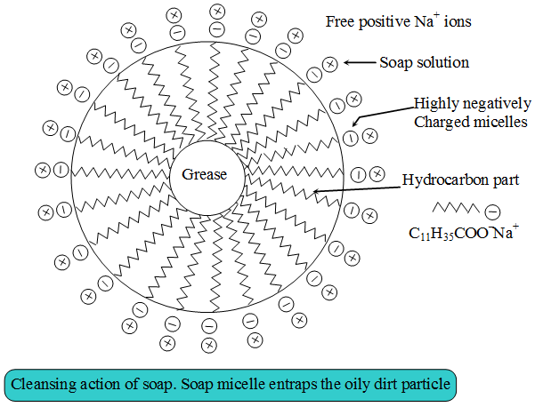 Explain the Cleansing Action Of Soaps and Detergents 9