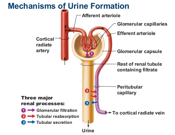 Explain the Mechanism of Urine Formation 1