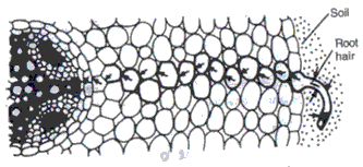 Frank ICSE Class 10 Biology Solutions - Absorption by Roots 4