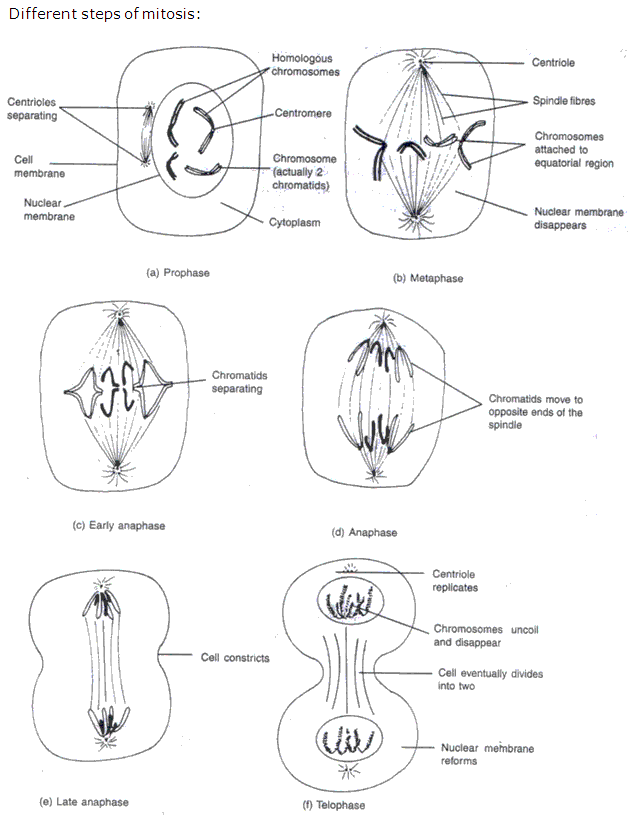 Frank ICSE Class 10 Biology Solutions - Cell Division 1