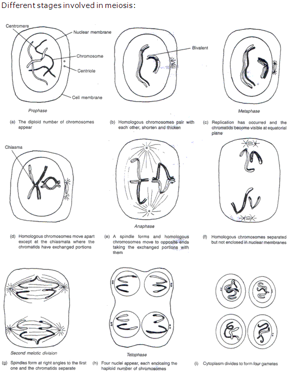 Frank ICSE Class 10 Biology Solutions - Cell Division 2