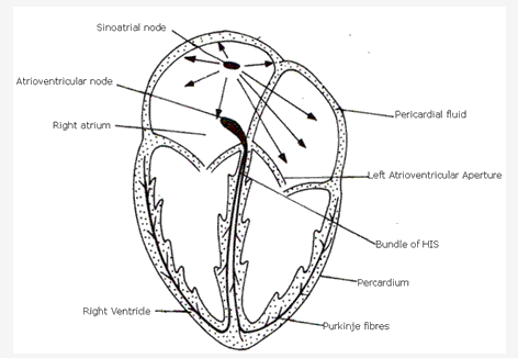 Frank ICSE Class 10 Biology Solutions - Circulatory System 2