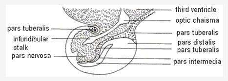 Frank ICSE Class 10 Biology Solutions - Endocrine System 1