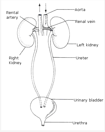 Frank ICSE Class 10 Biology Solutions - Excretory System 1