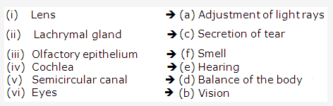 Frank ICSE Class 10 Biology Solutions - Nervous System 1