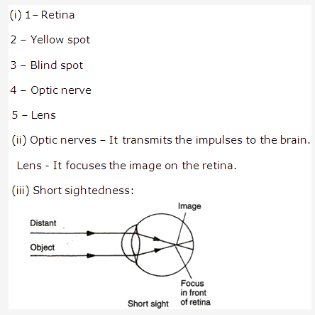 Frank ICSE Class 10 Biology Solutions - Nervous System 10