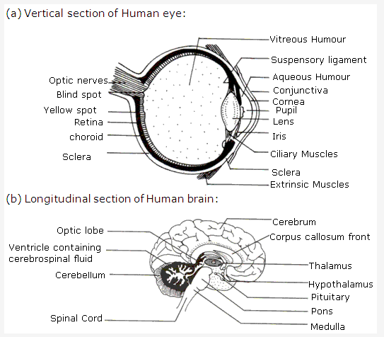 Frank ICSE Class 10 Biology Solutions - Nervous System 4