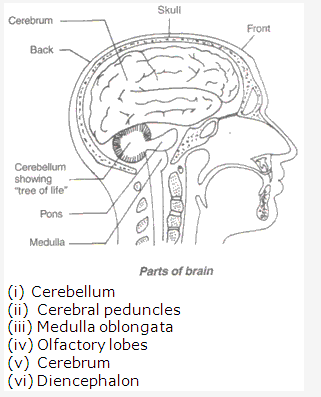 Frank ICSE Class 10 Biology Solutions - Nervous System 5