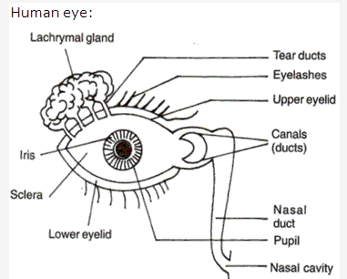 Frank ICSE Class 10 Biology Solutions - Nervous System 7