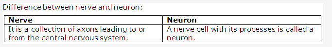 Frank ICSE Class 10 Biology Solutions - Nervous System 8