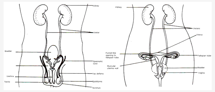 Frank ICSE Class 10 Biology Solutions - Reproductive System 1