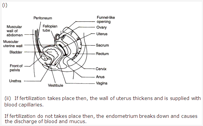 Frank ICSE Class 10 Biology Solutions - Reproductive System 2