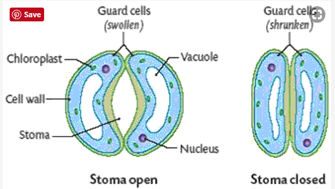 Frank ICSE Class 10 Biology Solutions - Transpiration 4