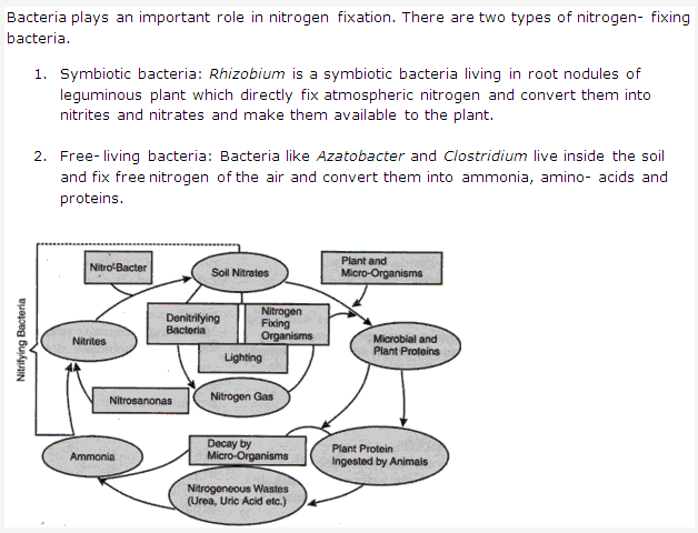 Frank ICSE Solutions for Class 9 Biology - Bacteria and Fungi Their Importance 4