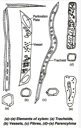 Frank ICSE Solutions for Class 9 Biology - Being Alive - Tissues 1