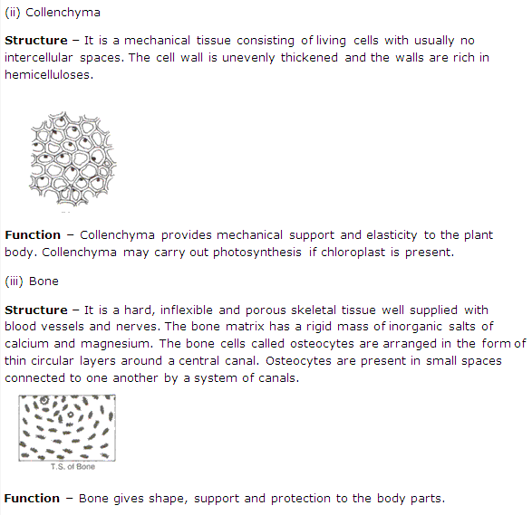 Frank ICSE Solutions for Class 9 Biology - Being Alive - Tissues 5