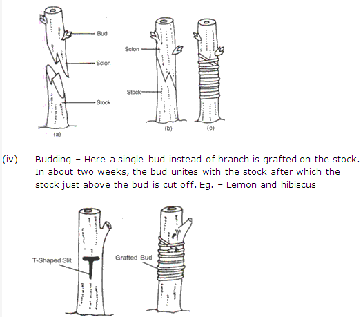 Frank ICSE Solutions for Class 9 Biology - Being Alive - Vegetative Propagation 4