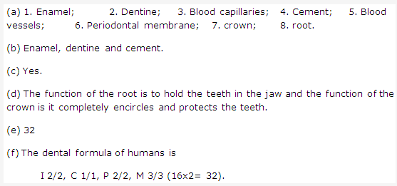 Frank ICSE Solutions for Class 9 Biology - Digestive System 1