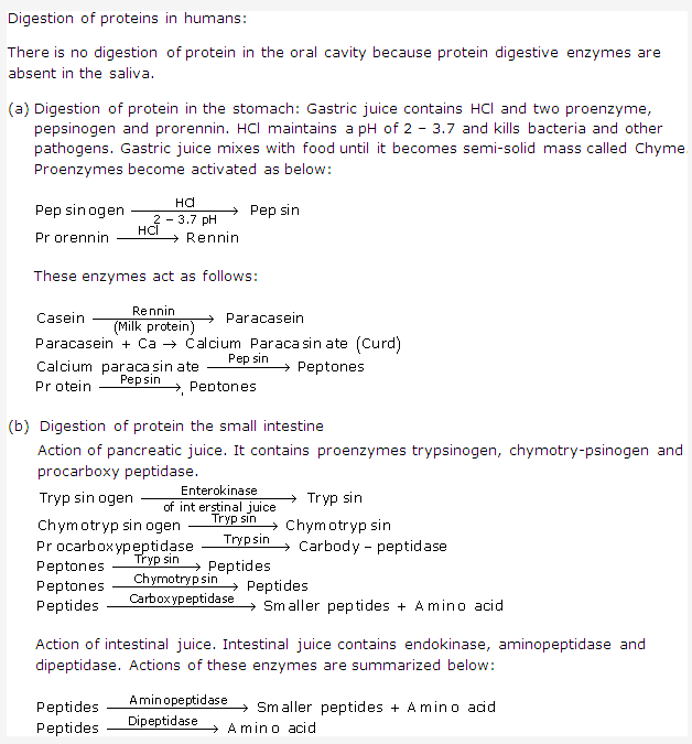 Frank ICSE Solutions for Class 9 Biology - Digestive System 10