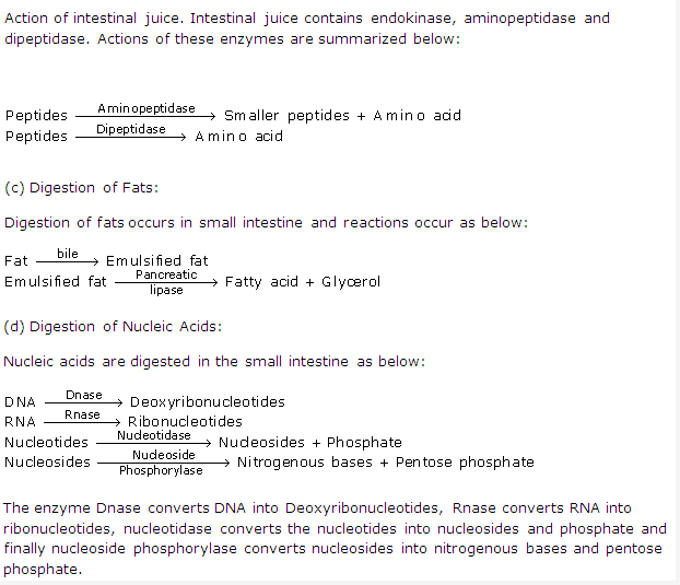 Frank ICSE Solutions for Class 9 Biology - Digestive System 4