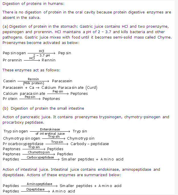 Frank ICSE Solutions for Class 9 Biology - Digestive System 5