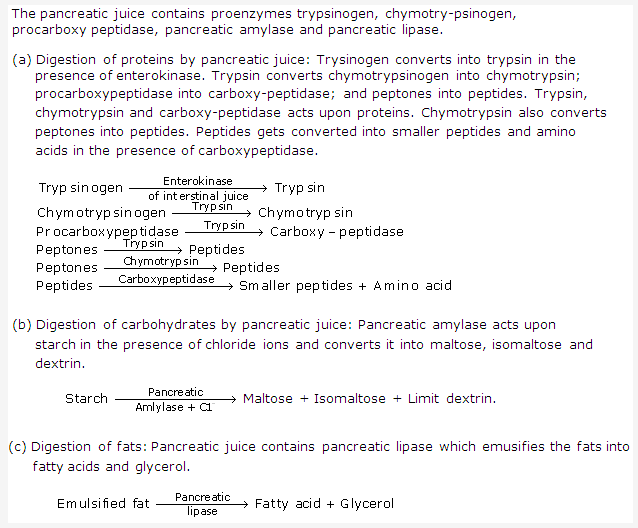 Frank ICSE Solutions for Class 9 Biology - Digestive System 7