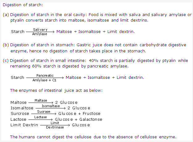 Frank ICSE Solutions for Class 9 Biology - Digestive System 9