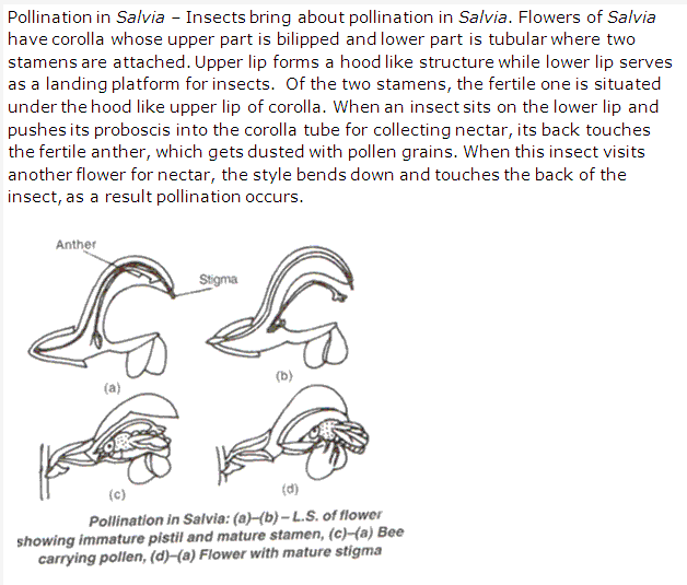 Frank ICSE Solutions for Class 9 Biology - Pollination and Fertilization 2