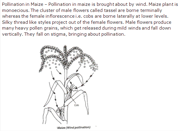 Frank ICSE Solutions for Class 9 Biology - Pollination and Fertilization 3