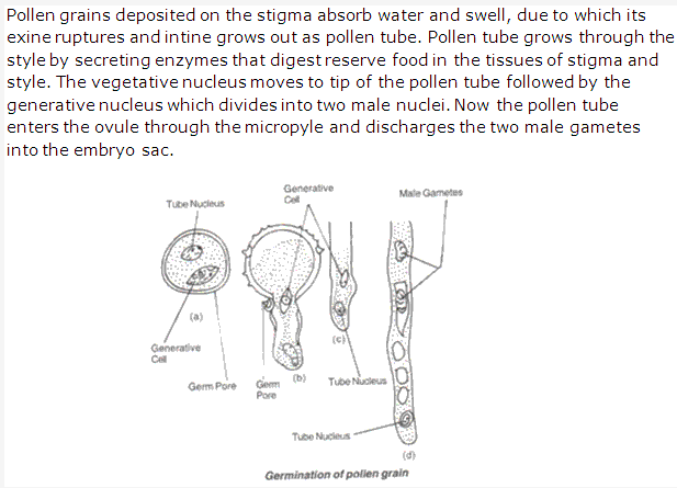 Frank ICSE Solutions for Class 9 Biology - Pollination and Fertilization 4